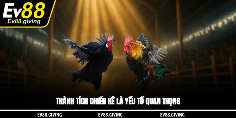 Thành tích chiến kê là yếu tố quan trọng