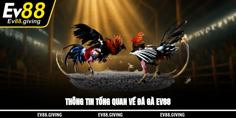 Thông tin tổng quan về đá gà EV88